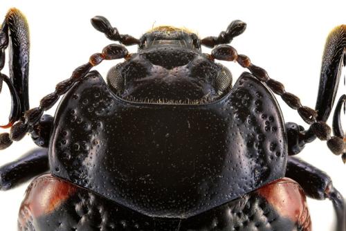 Chrysolina kuesteri